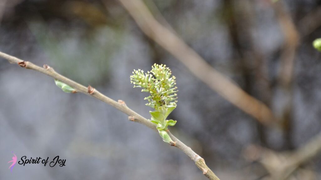 Reincarnation Motifs in Contemporary Fantasy Literature